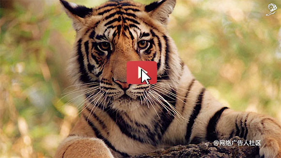 WWFƵӪ