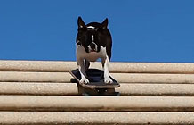 Ӣ��ѧУ����Ӫ�� ����ӰƬ