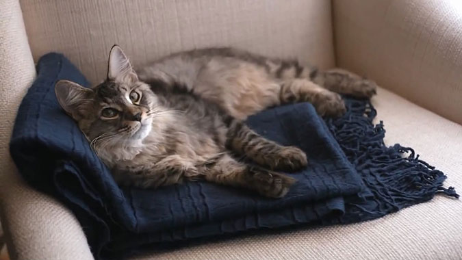 猫粮放三天会馊吗 馊了小猫还会吃吗 - 好心游