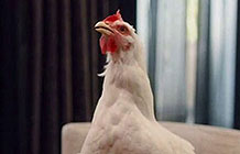 ɣɭũSanderson Farms ˲缦