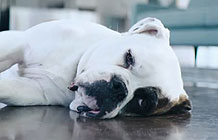 ����ѷEcho�ߴ��Ϲ�� �������������¶�