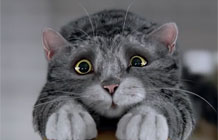 ����Ļ��Ӣ��Sainsbury��������ʥ���ڹ�� è��MOG