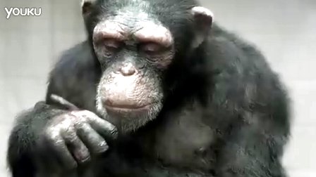 PETA����Ȩ�汣����֯�����桶98%����Գ��